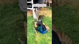 poor peacock _ Thank you so much for saving the peacock's life 🥺 #shorts #peacock