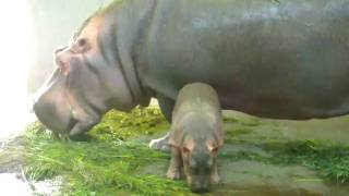 カバの親子　王子動物園　20090907 22