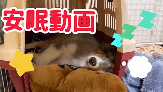 【睡眠】シェルティ子犬がただただ寝てるだけの安眠動画