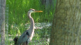 stalking Great Blue Heron