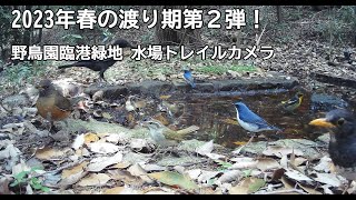 野鳥園臨港緑地　水場トレイルカメラ　2023年春の渡り第2弾