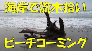 海岸で流木拾い② ビーチコーミング ビーチグラス / 黒潮のロマン ヤシの実 マッコウクジラ