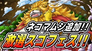 トレクル！激選スゴフェス！ネコマムシの旦那追加！新キャラ全部来い！ONE PIECE