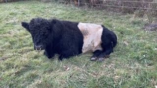 Hoof Trimming of the Belted Galloways | Belted Galloway Homestead