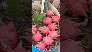 Dragon Fruits #harvest #gardening