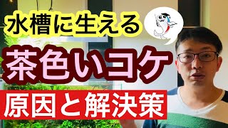 【茶色のコケで悩んでいませんか?】水槽に発生する茶ゴケの原因と対策