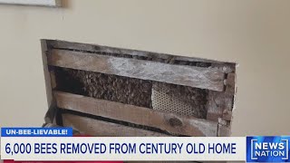 6,000 bees found in 100-year-old home | NewsNation Prime