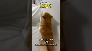 みみ助うらない2024年7月25日#shibainu #柴犬と暮らす #保護犬と暮らす