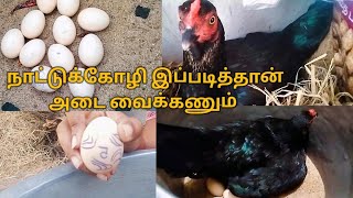 நாட்டுக்கோழி இப்படித்தான் அடை வைக்கணும்/Naatukoli Adai Vaikum Murai @divya_karthi92 #trending