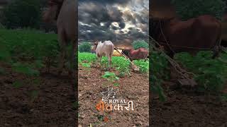 MARATHI FARMERS STATUS /MARATHI SHETKARI STATUS/MARATHI SONG🎵| Royal शेतकरी 🔥💯#shetkari #shorts