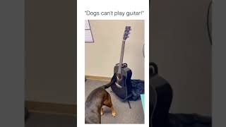 my dog is playing guitar by his tail 😳 #shorts #short #funnyshorts #trending #subscribe