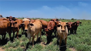 Chaco Paraguayo - Visita al establecimiento Unión Norte Lejano