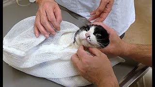 【地域猫】別の場所にいる具合の悪い地域猫を、1日で病院に連れて行くのは大事です。～後編～【魚くれくれ野良猫製作委員会】