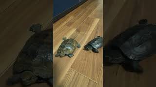 石亀イシさんと草亀のくぅさん お散歩🐢🐢