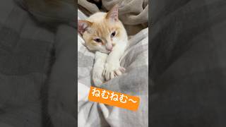 ねむねむわる猫にちょっかいかけも🐈💤#cat #catlover #ねこのいる生活