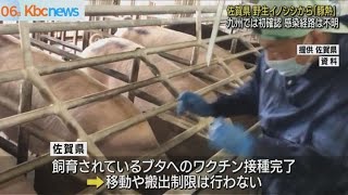 佐賀県で野生イノシシから豚熱確認　九州で初めて