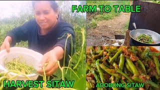 Farm to table/ harvesting long beans for breakfast foods no need to buy just harvest