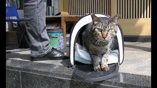 【地域猫】ニャルソック綜合警備保障は法令遵守の企業です。(2017年度）～団子が病院でHelpを叫ぶ～【魚くれくれ野良猫】