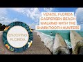 Sharktooth hunters at Caspersen Beach, Venice Florida