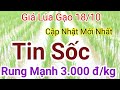 Giá lúa gạo hôm nay 18/10/2024  Bảng giá lúa - lúa tươi tại ruộng.xuất khẩu không ngừng tăng cao.