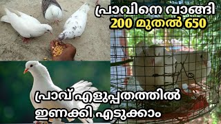 തുടക്കക്കാർ പ്രാവിനെ വളർത്തണ്ട രീതി | പെട്ടന്ന് ഇണക്കി എടുക്കാം | Pigeon malayalam