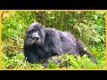 How gorilla tourism is helping revitalize Rwanda