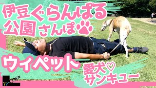 [Whippet] Izu Granpal Park where you can enjoy with your dog - Thank you dog walk