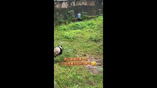 小五追建外公,結果外公跑了,小五把失望和生氣的情緒拿捏得很到位#大熊貓莽小五 #大熊貓 #重慶動物園