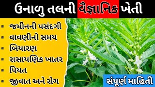 ઉનાળુ તલનું વધુ ઉત્પાદન લેવા માટે વૈજ્ઞાનિક ખેતી પદ્ધતિ અપનાવો🪴|| Unalu tal ni kheti #kheti #farming