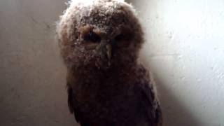 Tawny owl