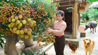 Harvesting Lychees Goes To Market Sell - Herd pigs and chickens every day