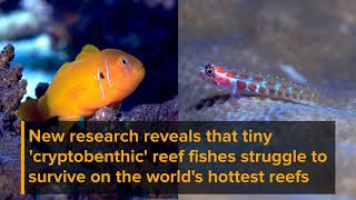 Extreme environmental conditions reduce coral reef fish biodiversity and productivity