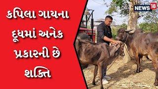 Bharuch | કપિલા ગાય રાખી કરી ખેતી, કપિલા ગાયનાં છે અનેક ફાયદા | #local18