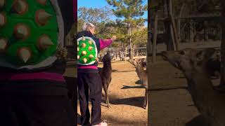 鹿と楽しむ外国人観光客🫎NARA  PARK▶️クリックでロングバージョンに移ります