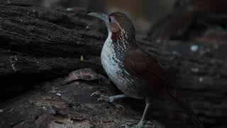 ♪鳥くん野鳥動画（タイKKKNオオマルハシ短時間いまいち20200102JO6A2816