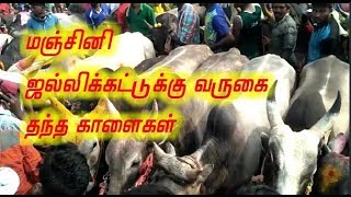 மஞ்சினி ஜல்லிக்கட்டில் கலந்து கொண்ட காளைகளின் வருகை ஒரு பகுதி  Manjini jallikattu 2018