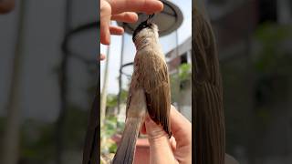 Chuyển chuồng nuôi cho chim BÔNG LAU ĐÍT ĐỎ🥰 #đạtbirdtv #pets #aviary #shorts