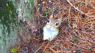 Chipmunk Wally Can't Give Up When Crying