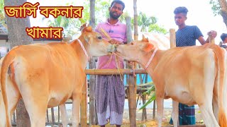 ৩৪ হাজার থেকে জার্সি বকনা ও হলেস্টেইন ফ্রিজিয়ান মুন্ডি বকনা | Asik Agro \u0026 Dairy Farm | BD Krishi