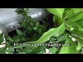 한뼘의 공간만 있으면 푸르른 정원을 만들수있는 수직정원 플랜테리어 plant wall