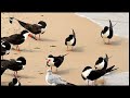 black skimmers