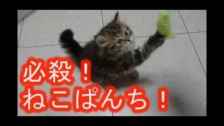 【猫好き】モップじゃないにゃ！必殺、ねこぱんち！（サイベリアン）《funny cats》