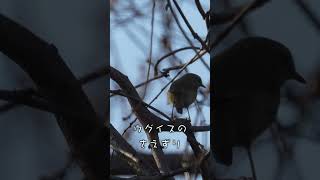 ウグイスの鳴き声　ケキョケキョ #shorts