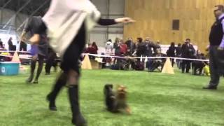 Riga CACIB 11.11.2012 yorkshire terrier intermediate class males