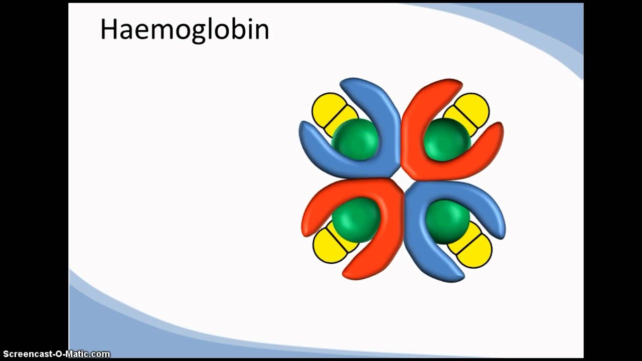 Structure And Function Of Haemoglobin; Cooperativity - YouTube