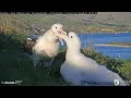 02.06.2023 Альбатрос. Мама прилетела albatross. mom has arrived