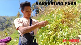 Went to harvest peas,hilly farming in nagaland,chendang village under tuensang district, naga boy👦