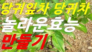 당귀의 놀라운 효능, 당귀잎차 만드는 법, 당귀차 만드는 법