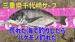 【神回】荒れた海で釣りしたらバケモノ釣れた。三重県千代崎サーフ