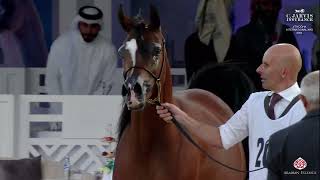 N 200 AROUB AL HAMAD   4th Doha International Arabian Horse Show 2024   Mares 4 6 Years Old Class 7B